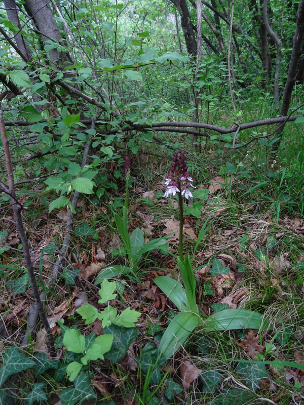 Orchis purpurea